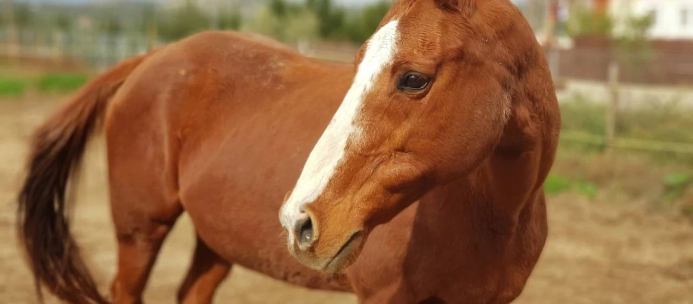 Άλογο άλλαξε χρώμα μέσα σε έναν μήνα (φωτό)